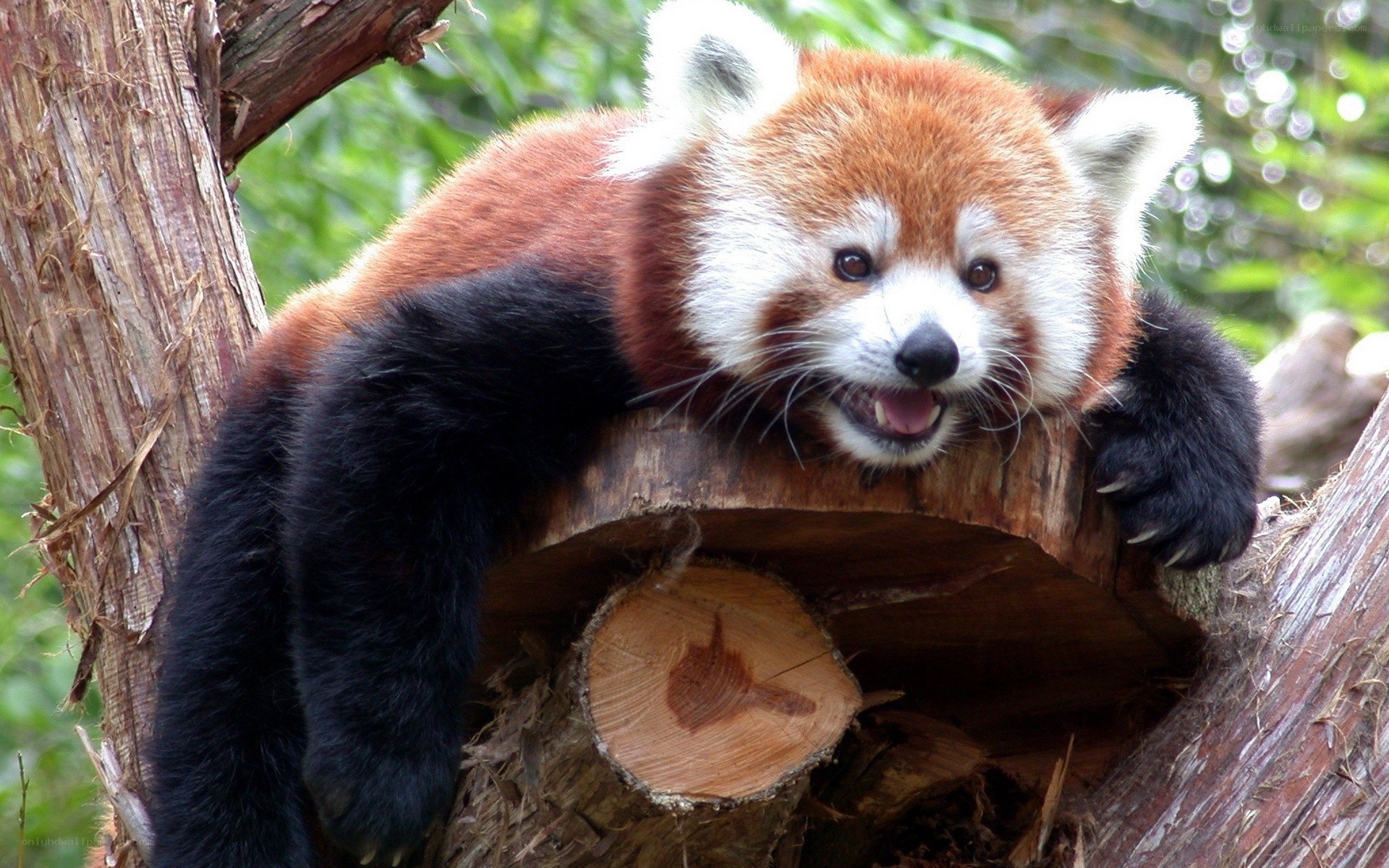 Red panda on tree stump