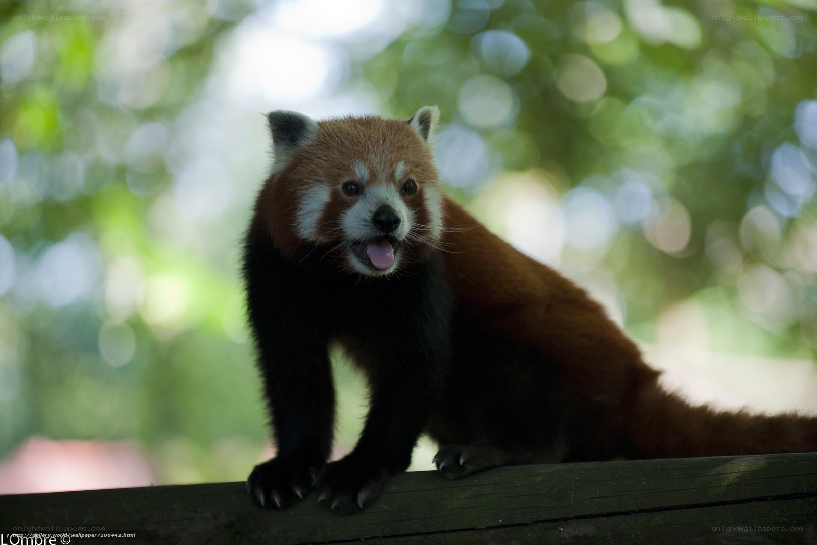 Red panda on wooden beam