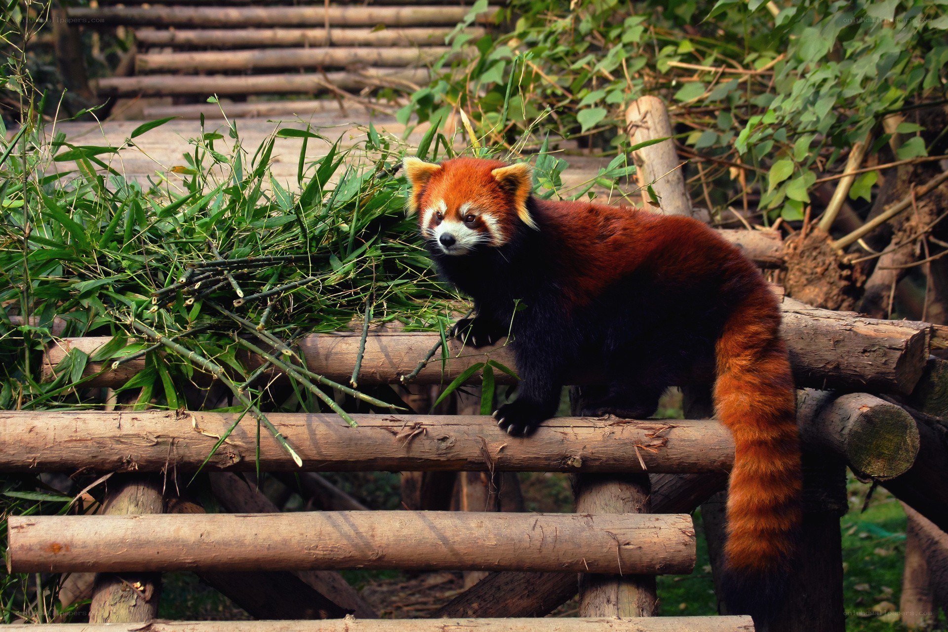Red panda on wooden structure