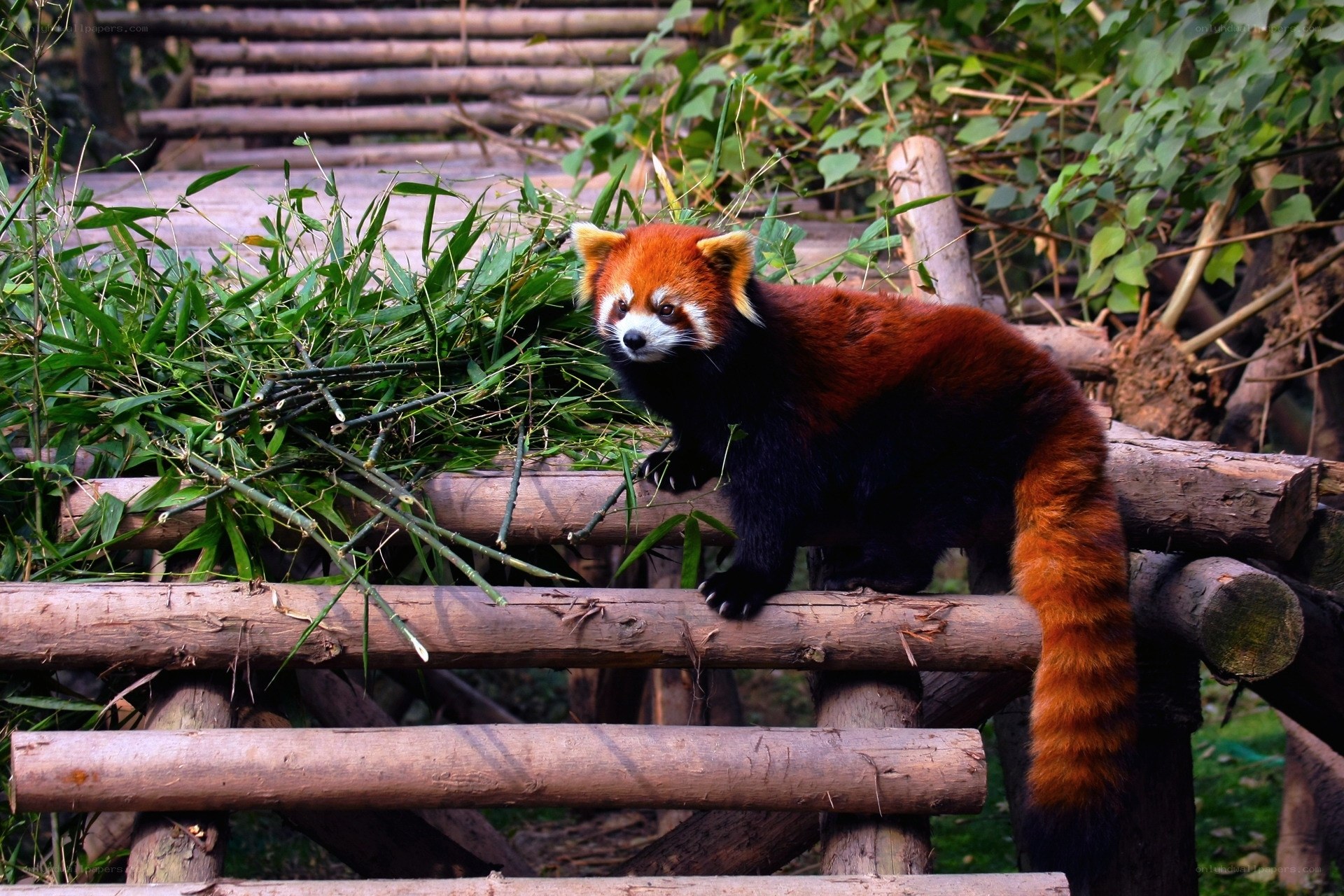 Red panda on wooden structure