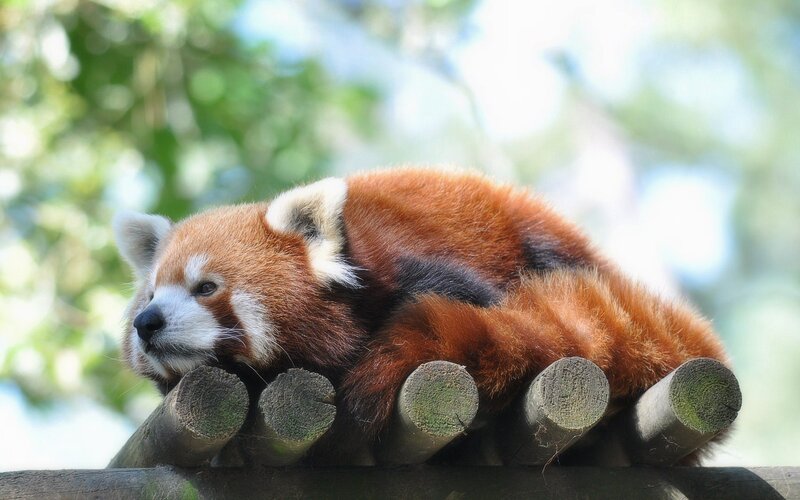 Red Panda Resting — Brown, Calm