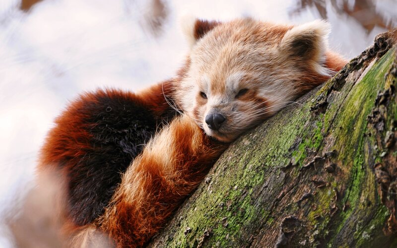 Red Panda Resting — Brown, Peaceful