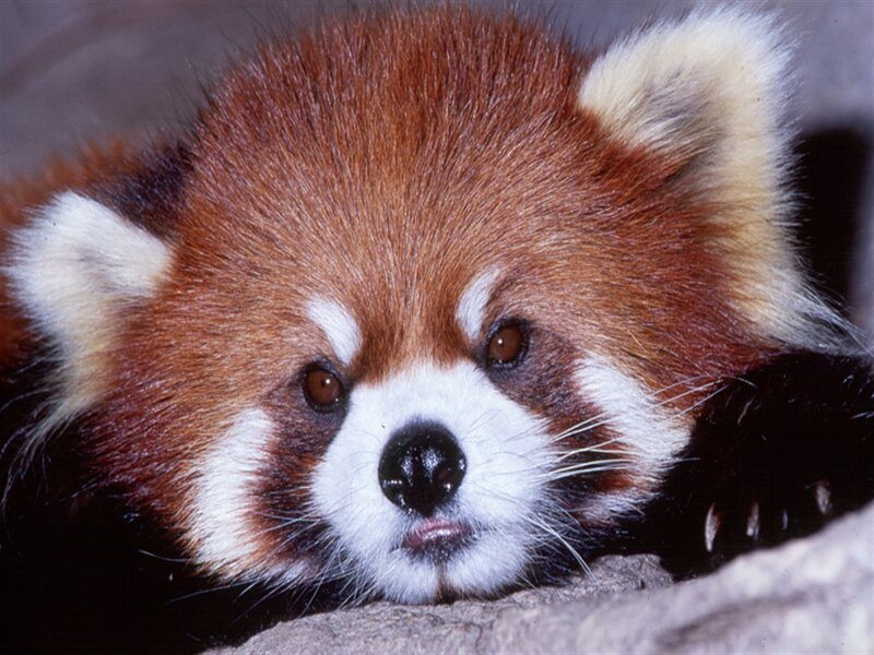 Red Panda Resting — Brown