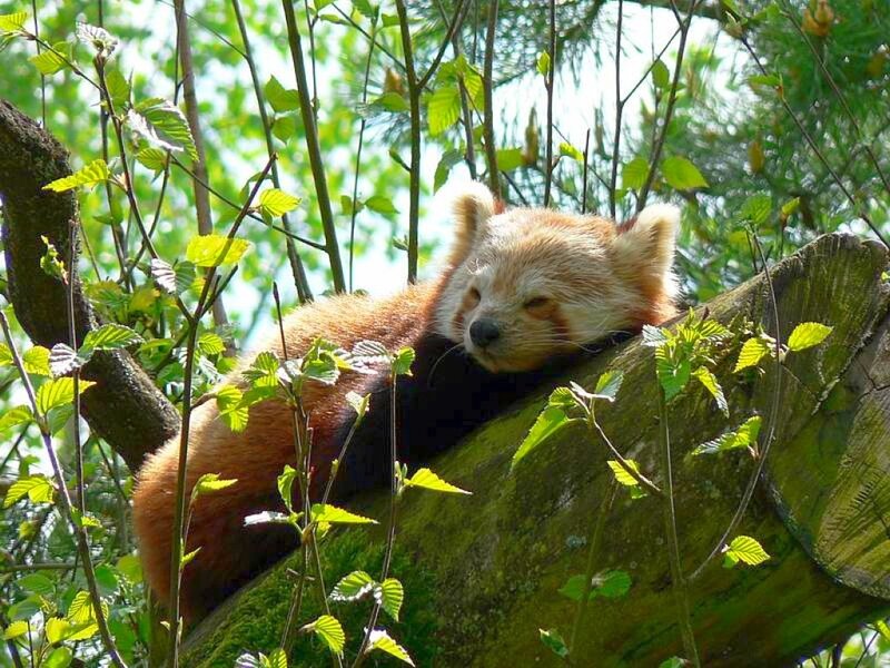 Red panda resting in a tree