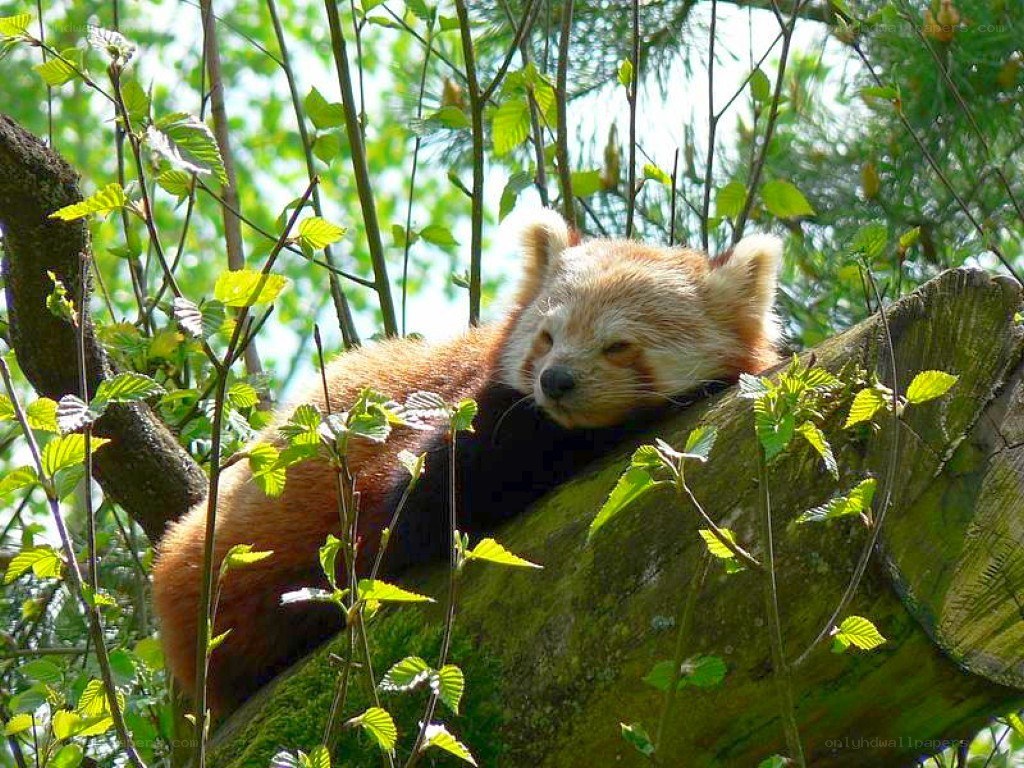 Red panda resting in a tree