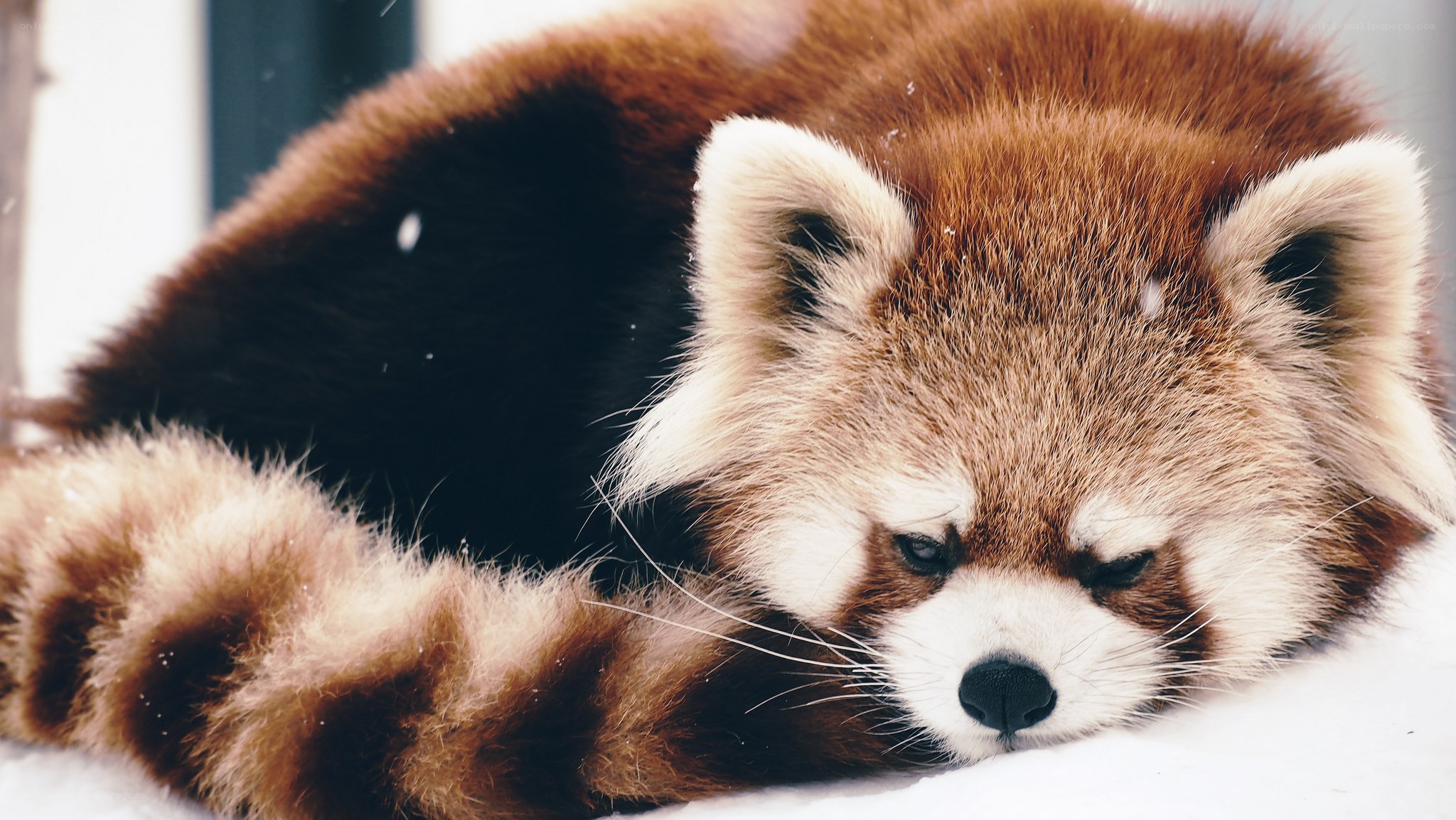 Red panda resting in snow