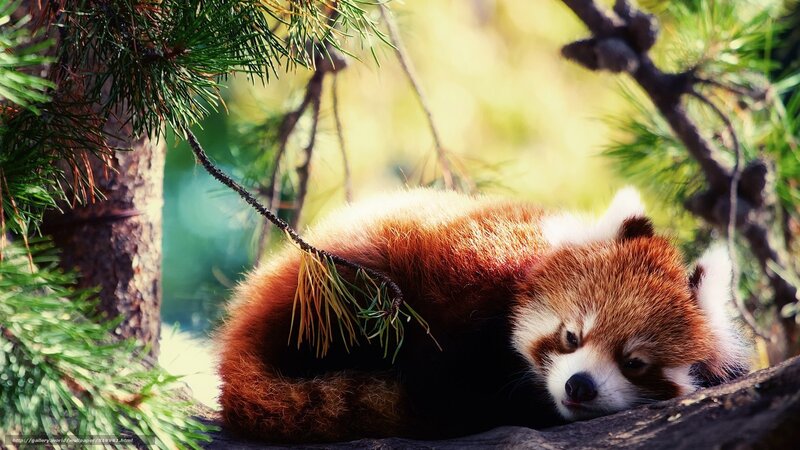 Red panda resting in tree