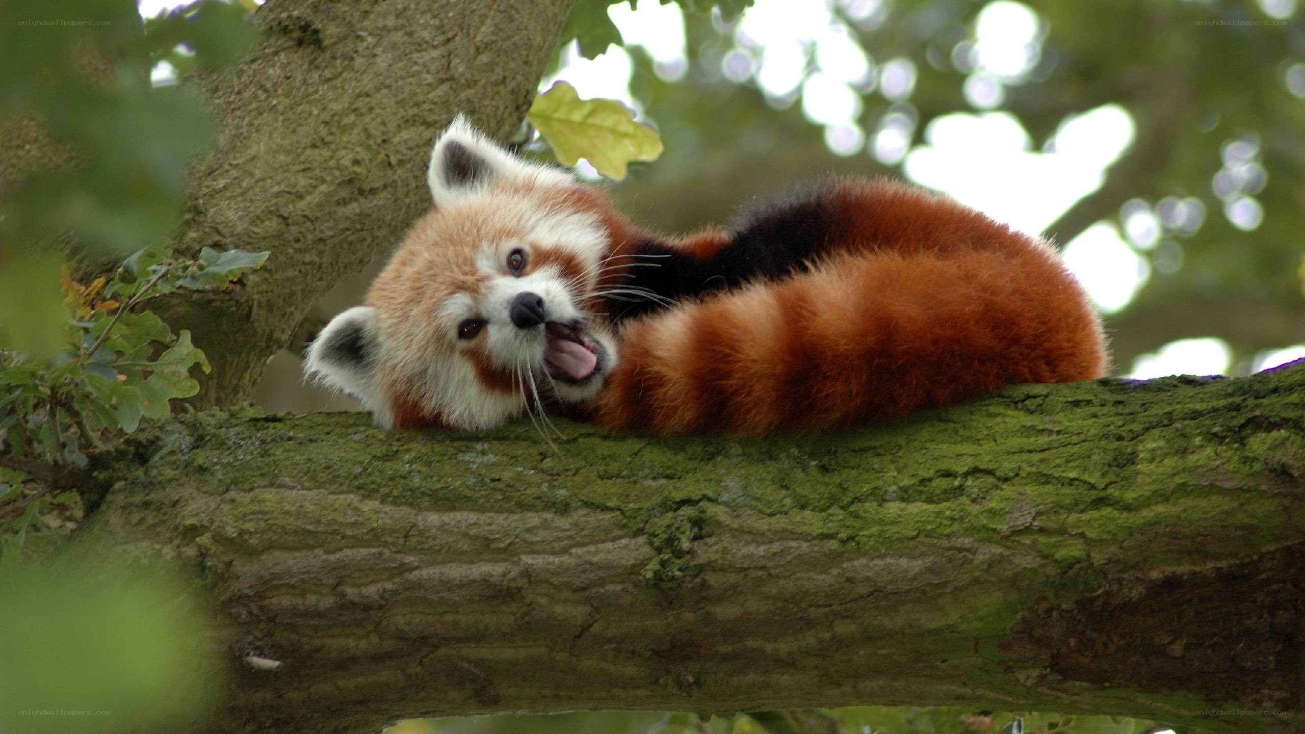Red panda resting in tree