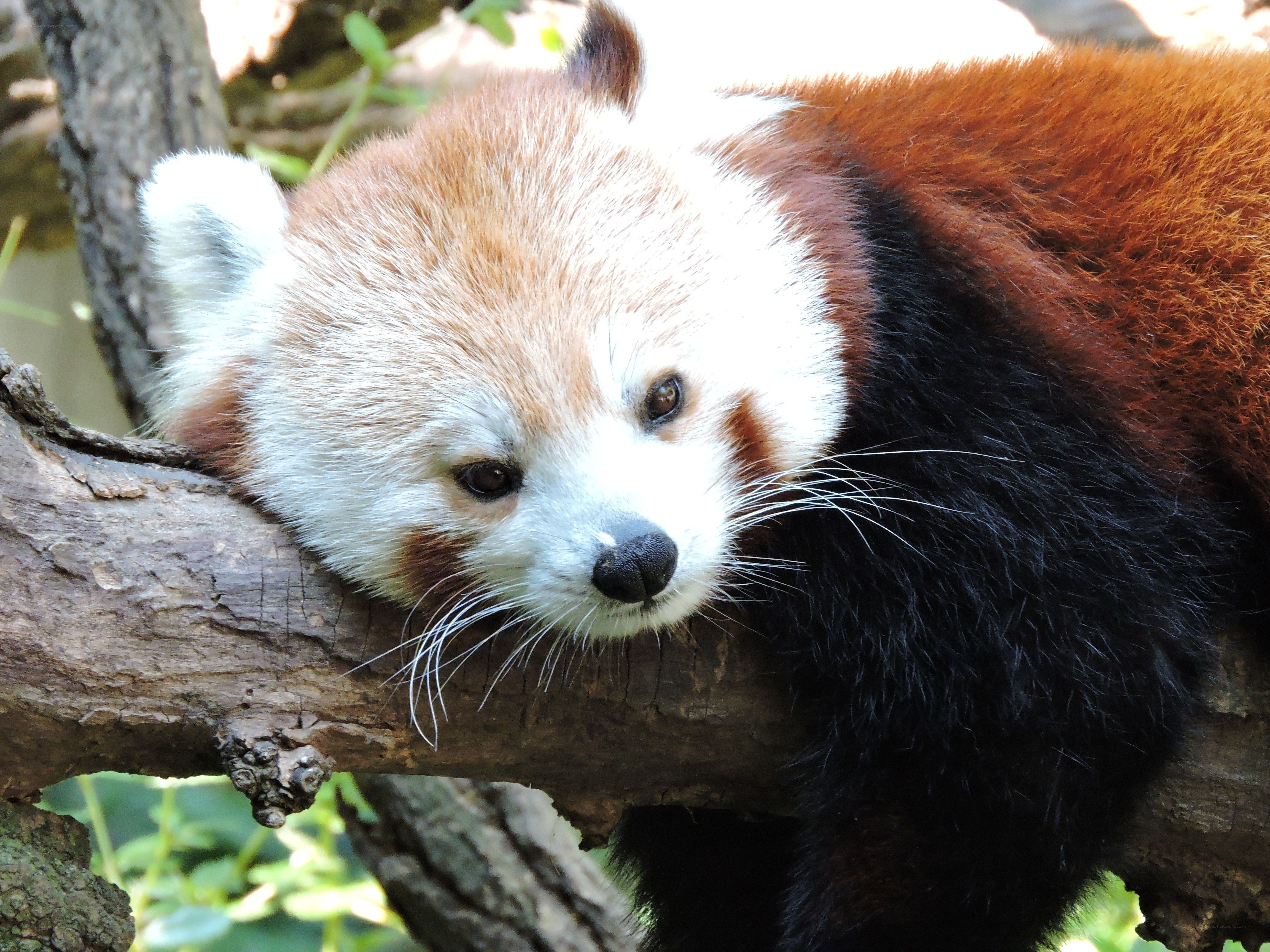 Red panda resting on a branch