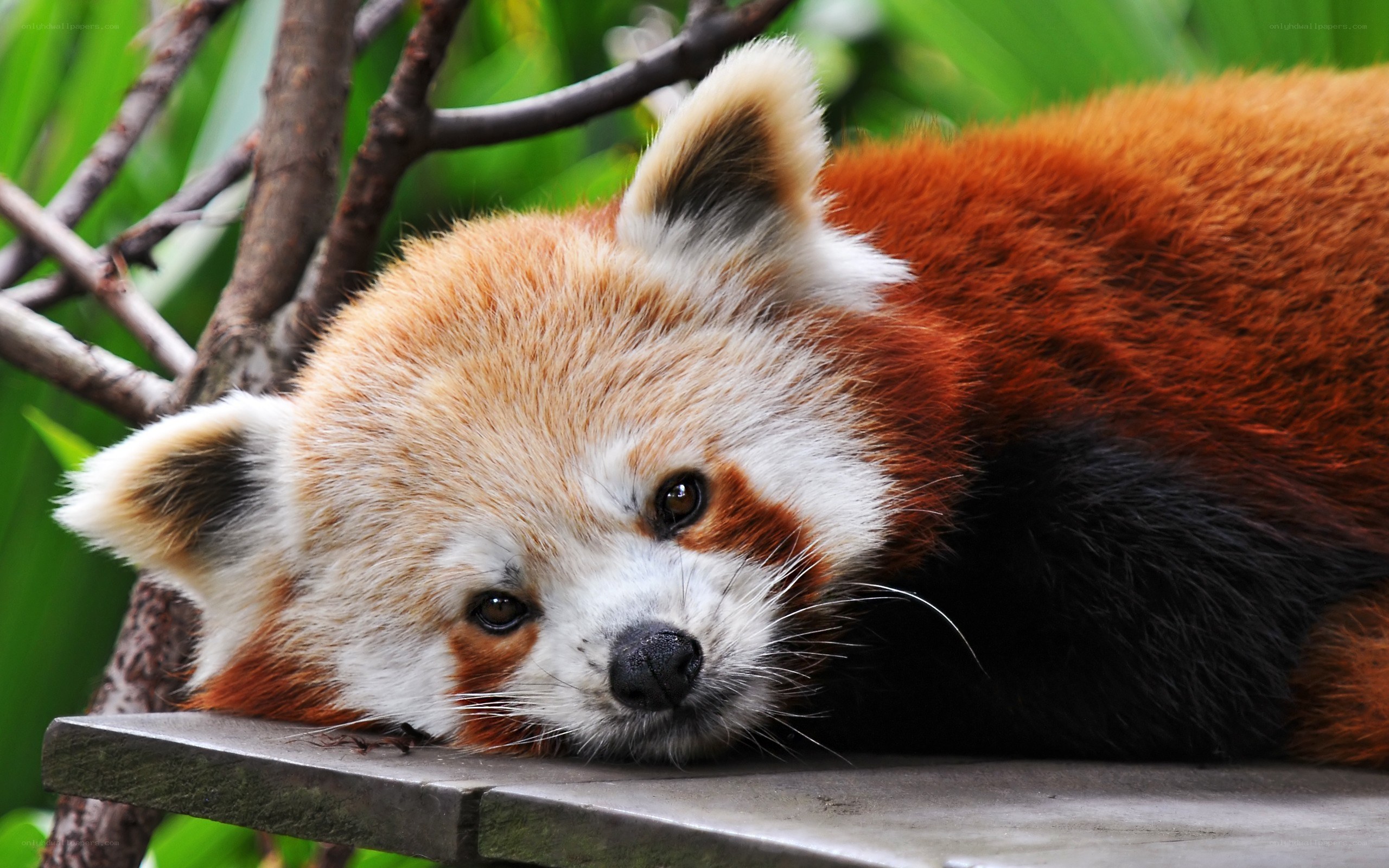 Red panda resting on a branch