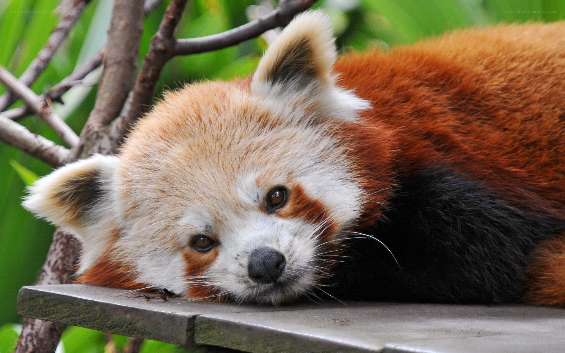 Red panda resting on a branch