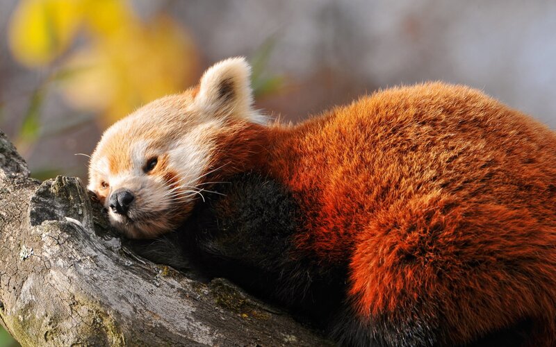 Red panda resting on a branch