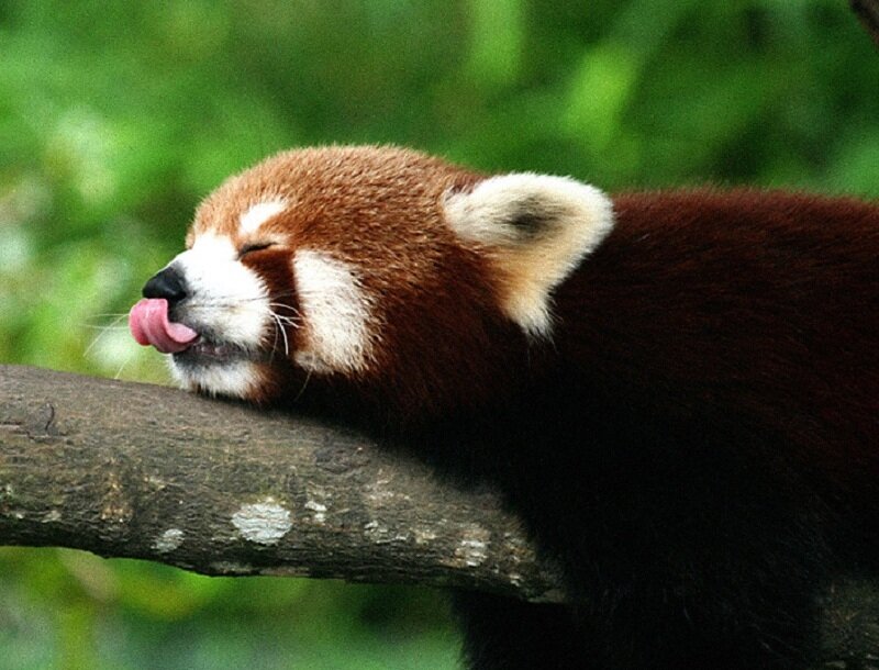Red panda resting on a branch