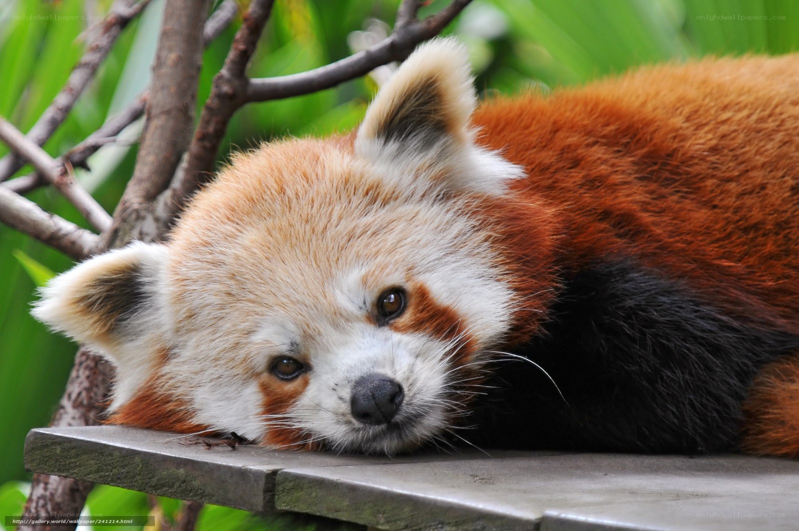 Red panda resting on a branch