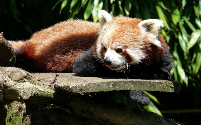 Red panda resting on a log