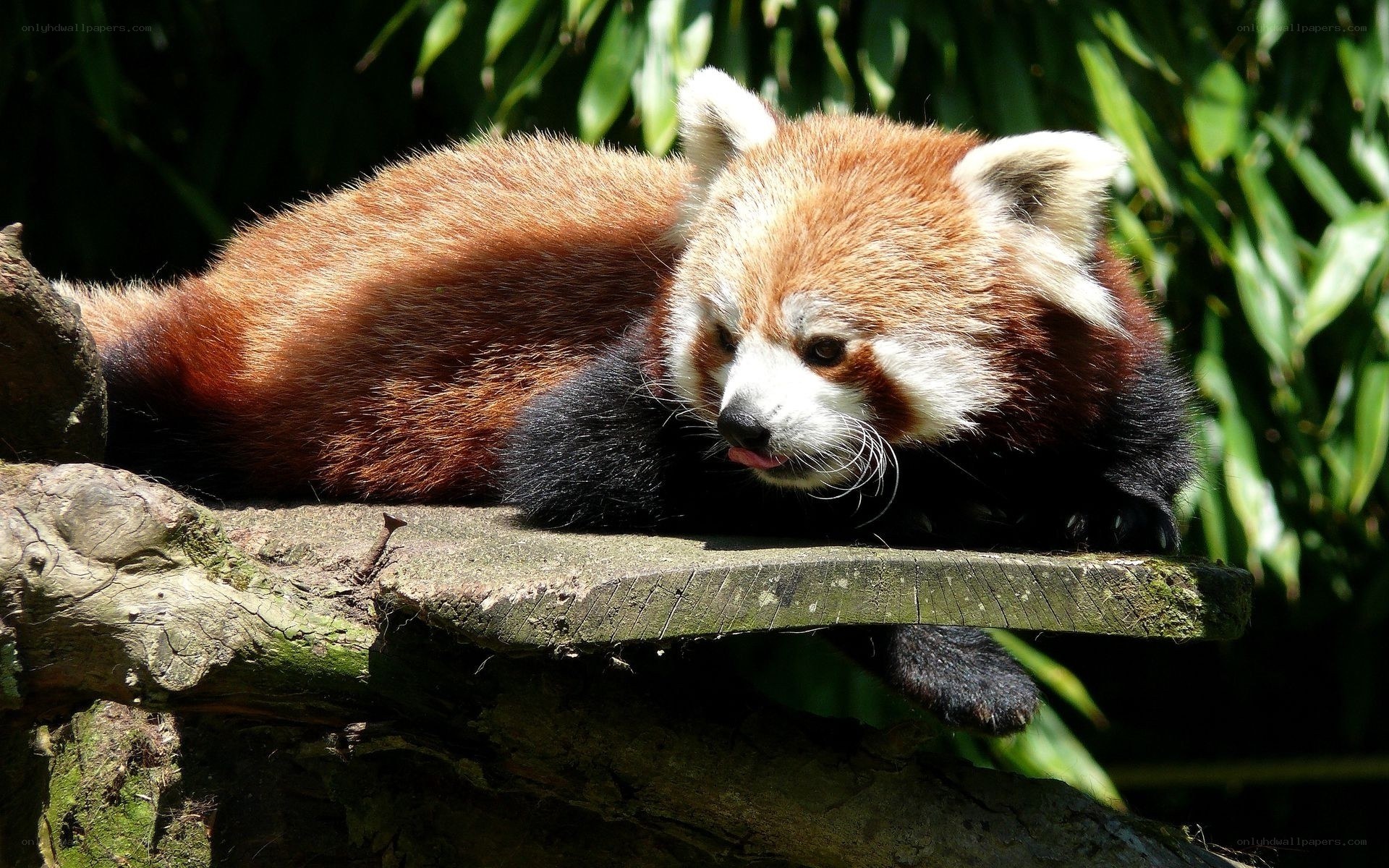 Red panda resting on a log