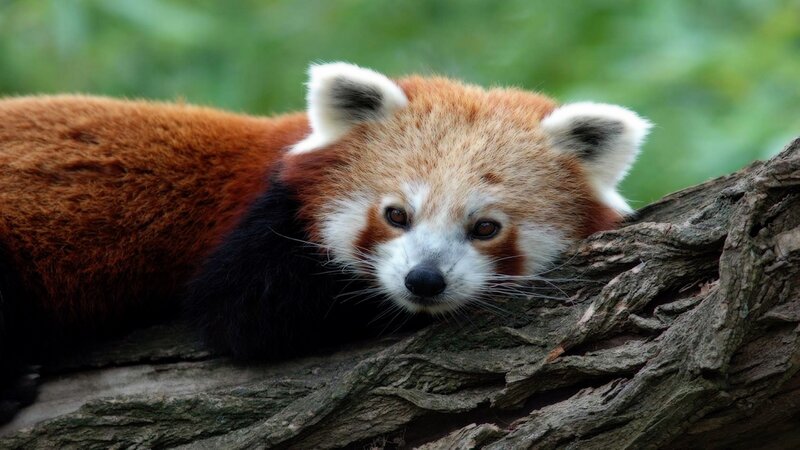 Red panda resting on a log