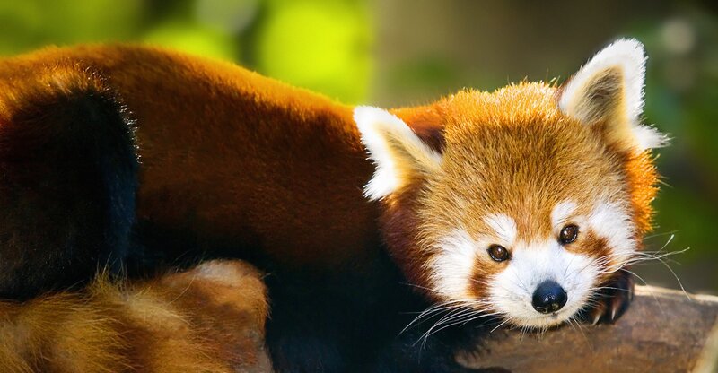 Red panda resting on a log