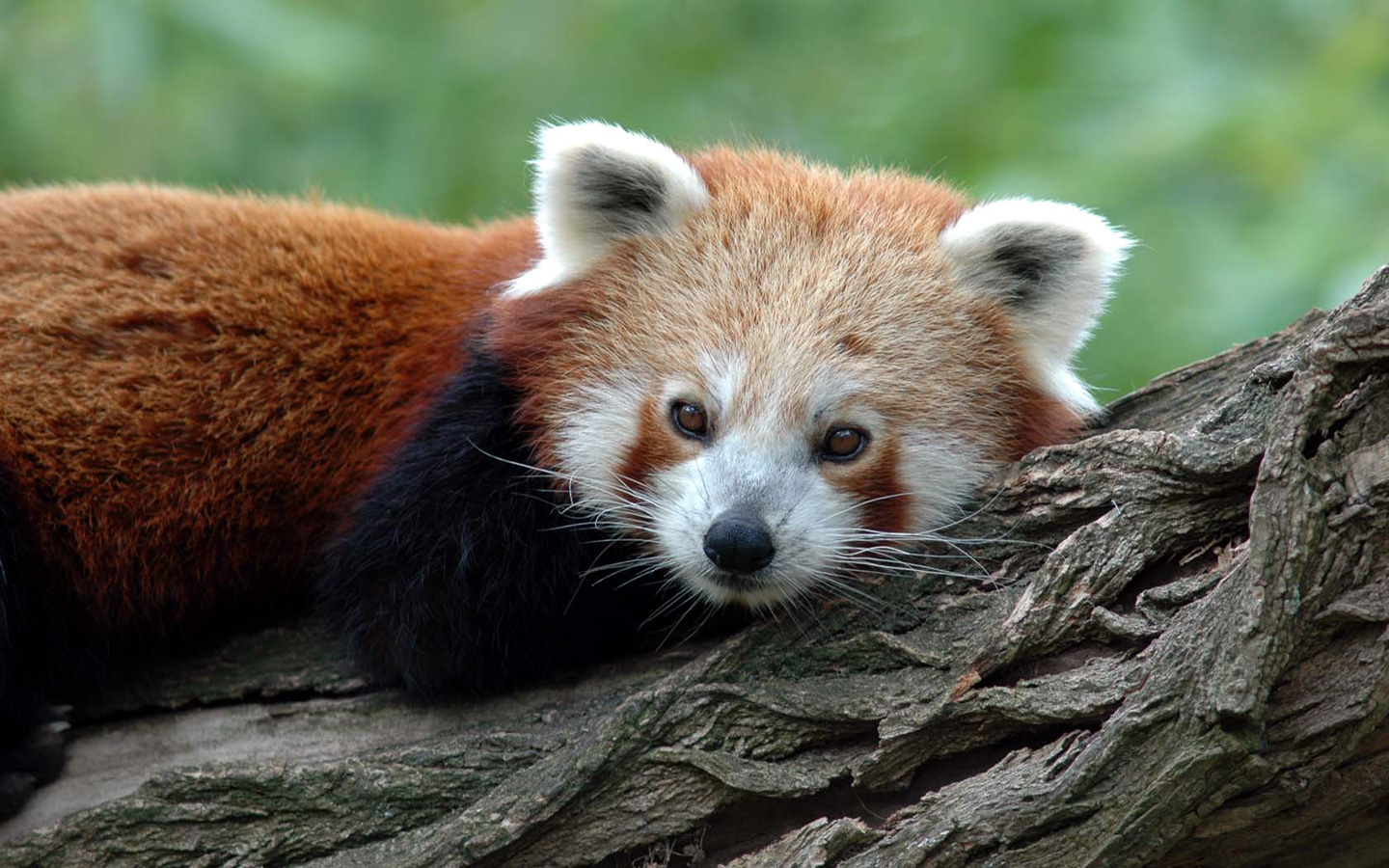 Red panda resting on a tree