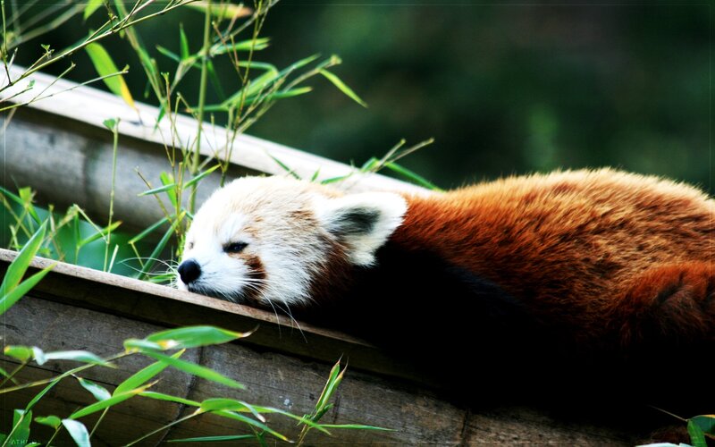 Red panda resting on bamboo