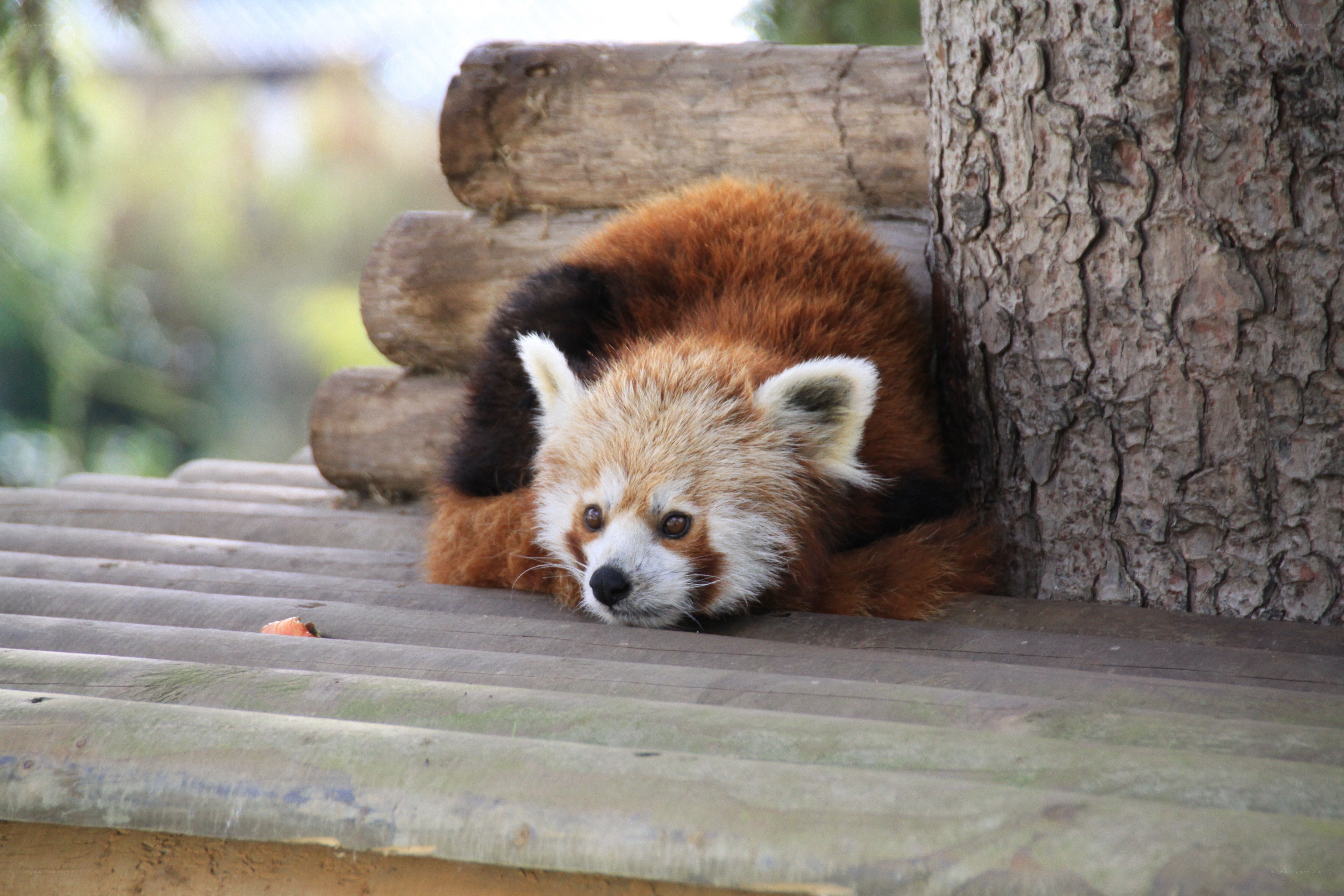 Red panda resting on wood