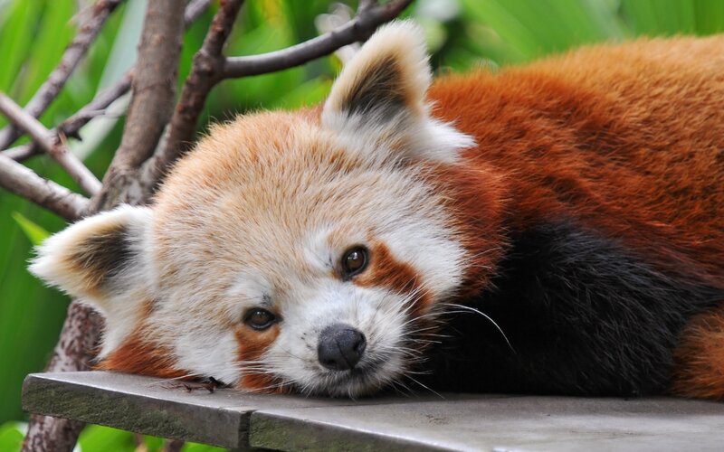 Red Panda Resting — Orange