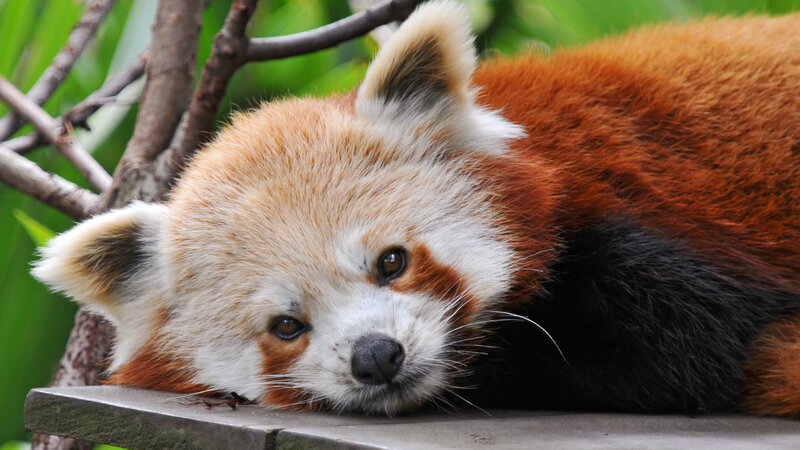 Red Panda Resting