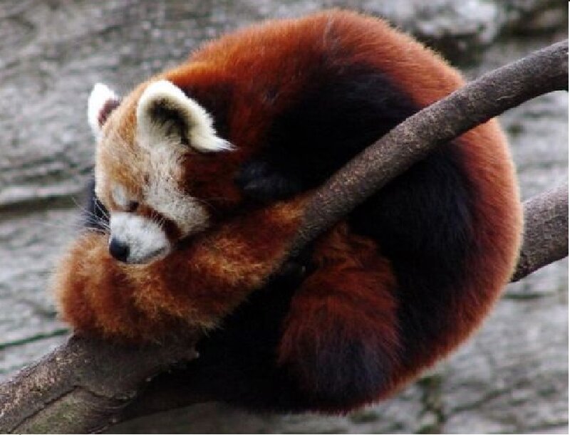 Red Panda Sleeping — Brown, Calm