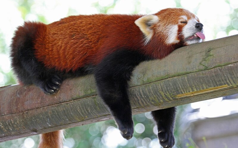 Red Panda Sleeping — Brown, Peaceful, Afternoon, Photograph, Log