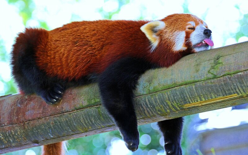 Red Panda Sleeping — Brown, Peaceful, Afternoon, Photograph
