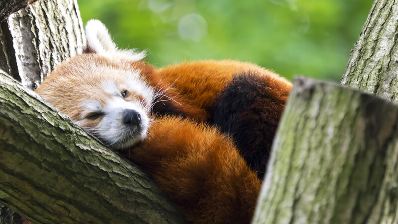 Red Panda Sleeping — Brown, Peaceful, Afternoon, Photograph, Tree, Forest