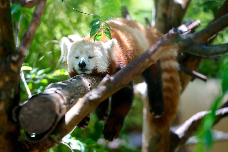 Red Panda Sleeping — Brown, Peaceful, Afternoon, Photograph, Tree