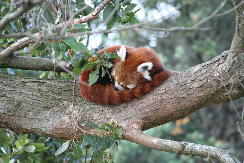 Red Panda Sleeping — Brown, Peaceful, Afternoon