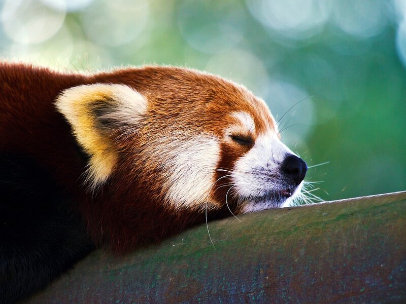 Red Panda Sleeping — Brown, Peaceful, Photograph
