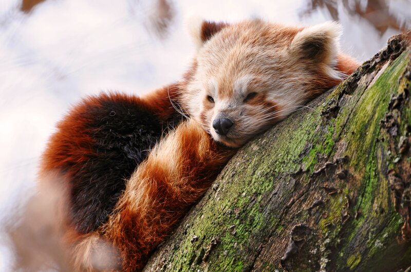 Red Panda Sleeping — Brown, Peaceful, Photograph, Tree
