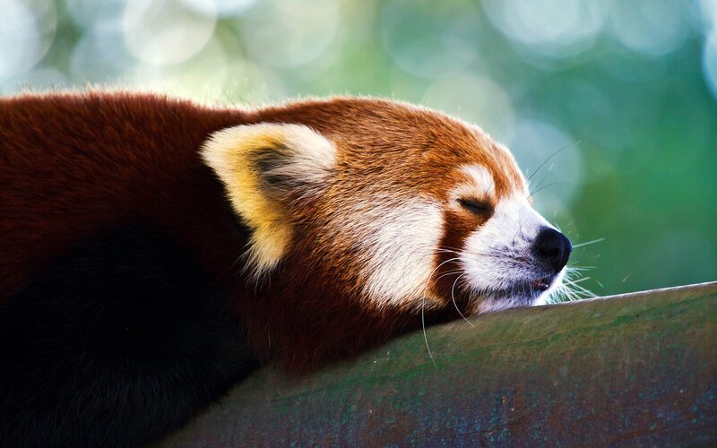 Red Panda Sleeping — Brown, Serene, Photograph