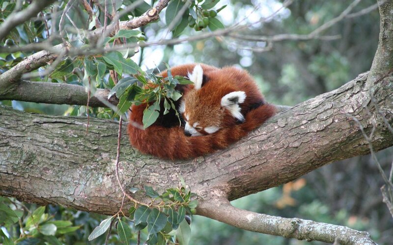 Red Panda Sleeping — Brown