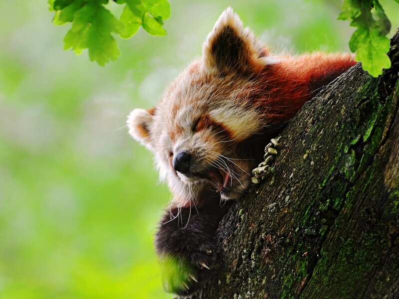 Red panda sleeping in tree