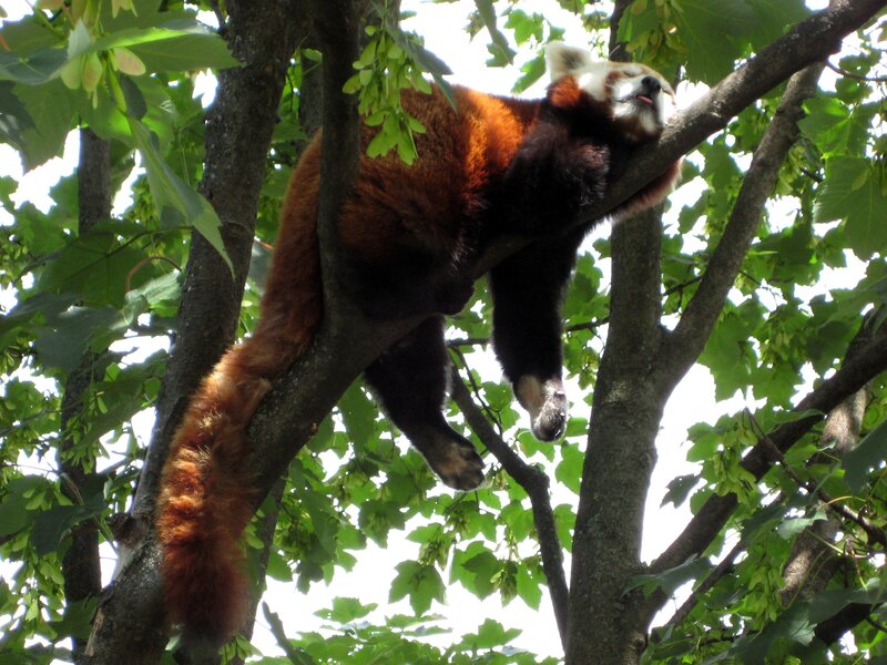 Red panda sleeping in tree