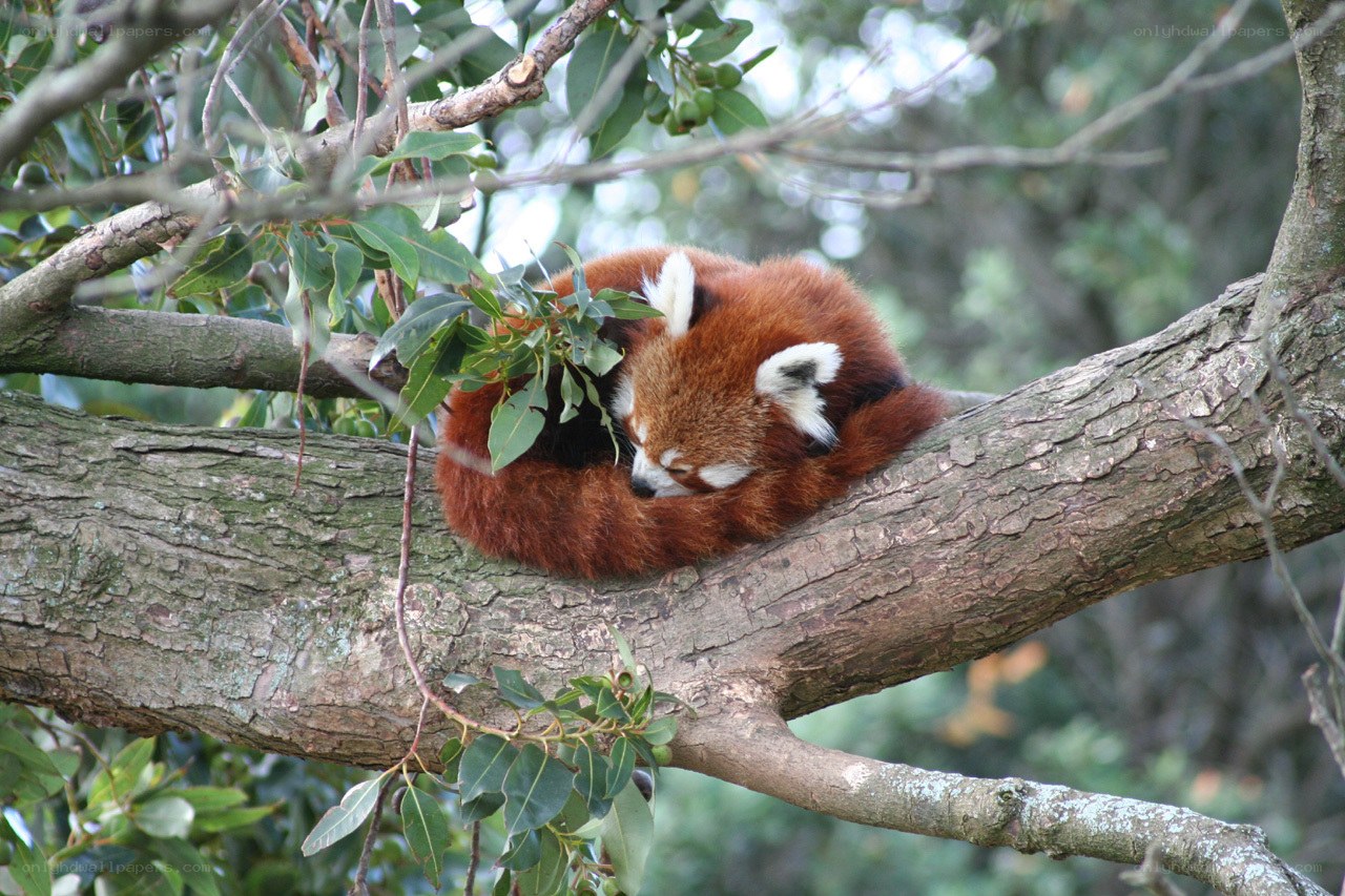 Red panda sleeping in tree