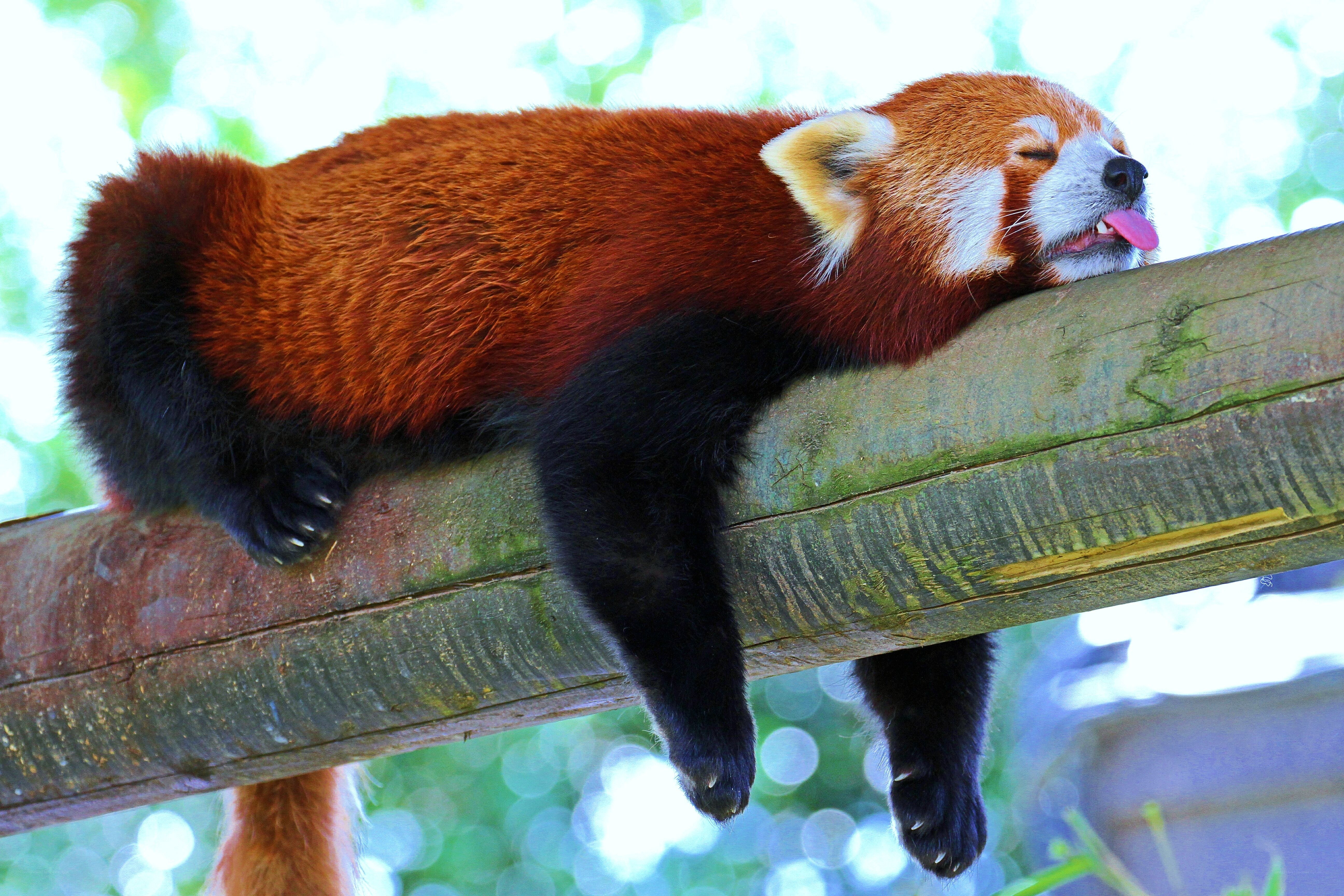 Red panda sleeping on a branch