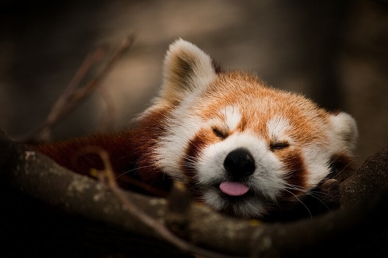 Red panda sleeping peacefully