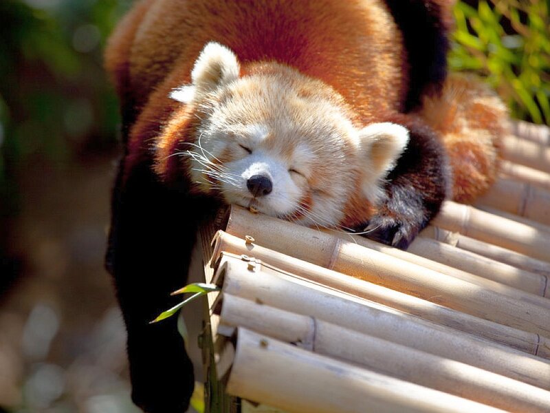 Red Panda Sleeping