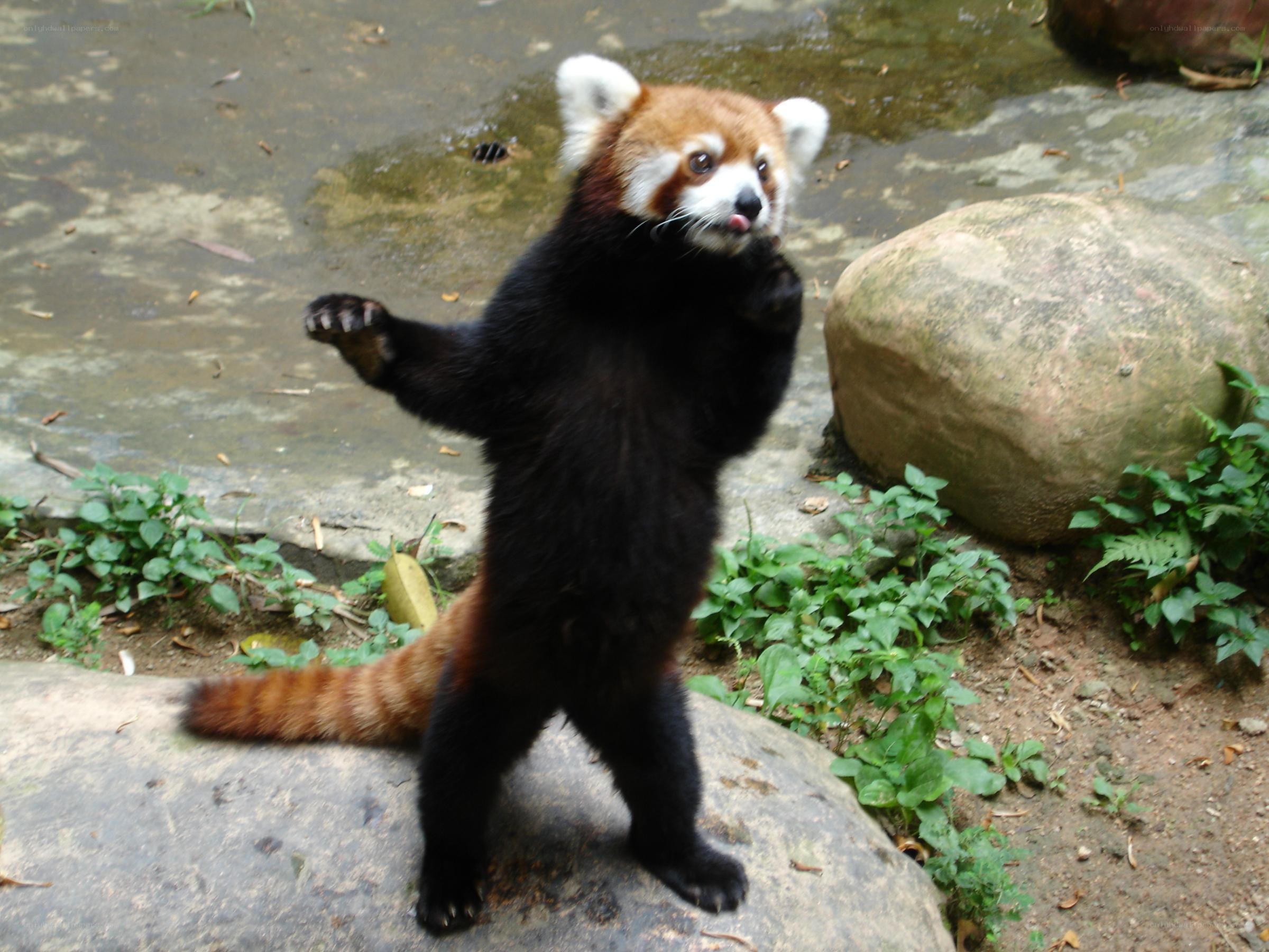 Red panda standing on rock