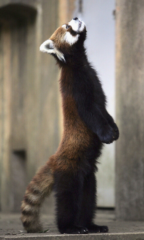 Red panda standing upright