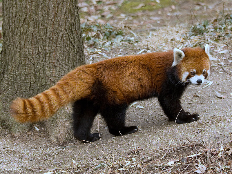 Red Panda Walking — Brown, Calm, Autumn
