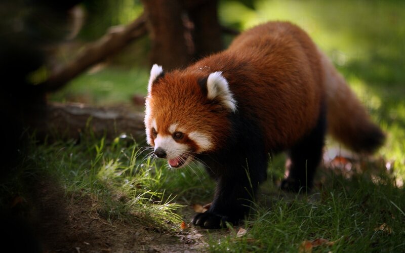 Red Panda Walking — Brown, Natural, Afternoon, Photograph