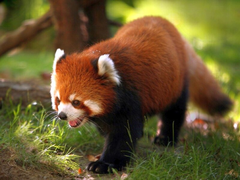 Red Panda Walking — Brown, Natural, Afternoon