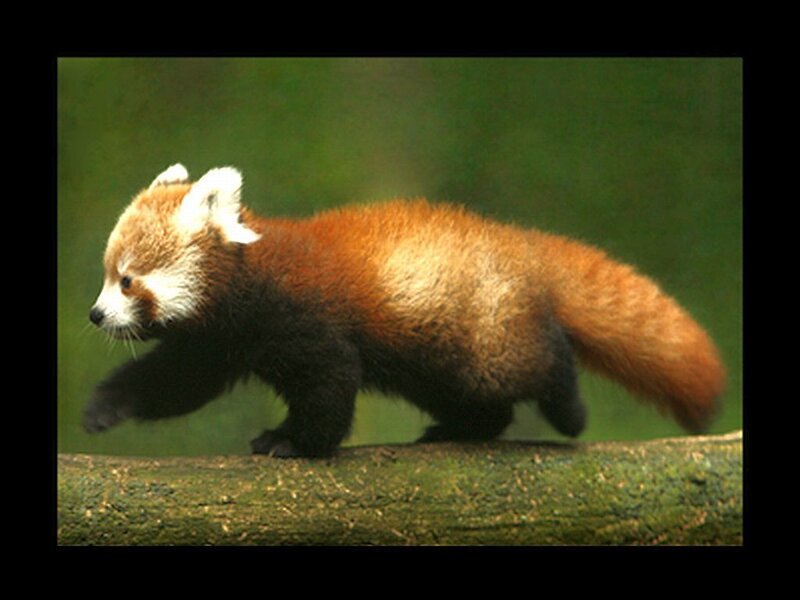 Red Panda Walking — Brown, Natural