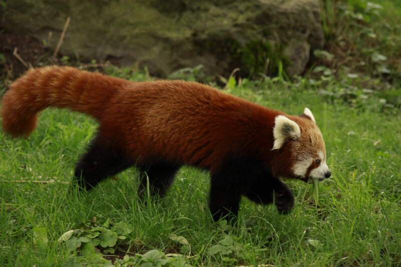 Red Panda Walking — Brown